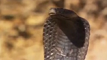 Kobra zehirini işte böyle püskürttü - Resim: 2