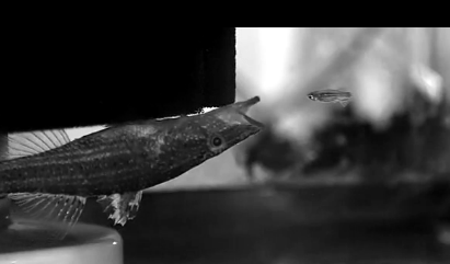 Büyük balığın küçük balığı yuttuğu an - Resim: 2