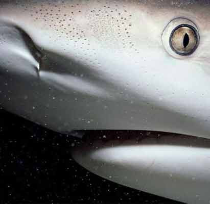 Yakından bak şaşır! - Resim: 1