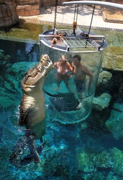 Parçalanarak ölme pahasına timsahla yüzüyorlar akın akın herkes geliyor - Resim: 1