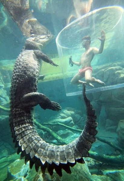 Parçalanarak ölme pahasına timsahla yüzüyorlar akın akın herkes geliyor - Resim: 3