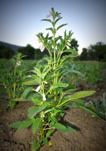Simit deyip geçme! Cinsel isteği arttırıyor - Resim: 2