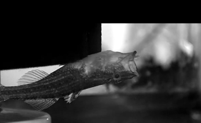 Büyük balığın küçük balığı yuttuğu an - Resim: 4