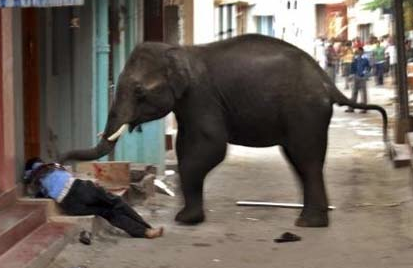 Öfkeli fili durdurmak mümkün olmadı - Resim: 3