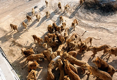 Aslanlar koyunu paramparça etti - Resim: 3
