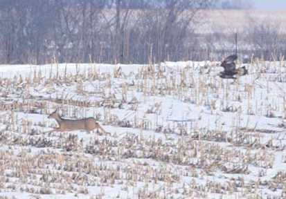 Kartal avına böyle pençelerini geçirdi - Resim: 1