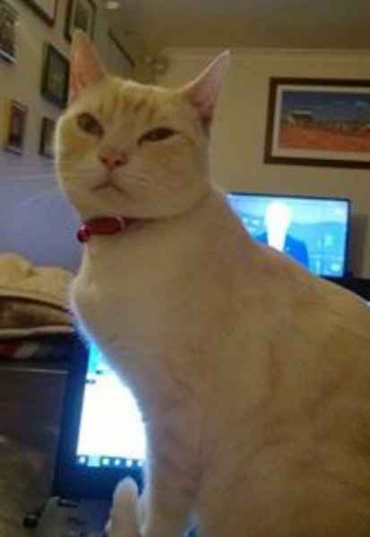 Kendini sahiplendirmenin yolunu bulan kedi - Resim: 2