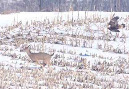 Kartal avına böyle pençelerini geçirdi - Resim: 2