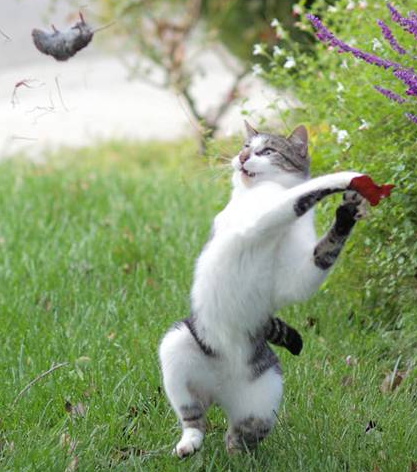 İşte doğanın en acımasız fotoğrafları - Resim: 2