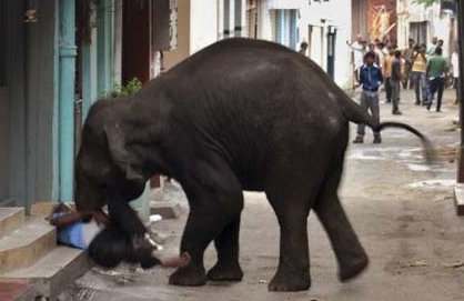 Öfkeli fili durdurmak mümkün olmadı - Resim: 2