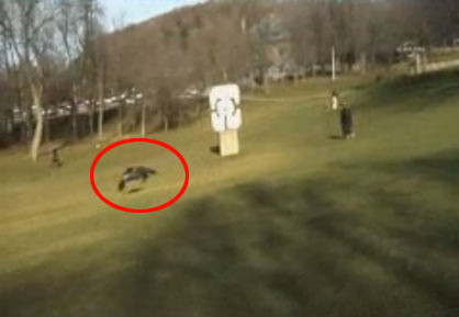 Kartal çocuğu kaçırmaya kalktı - Resim: 3