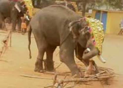 Fil bakıcısından intikamını fena aldı! - Resim: 2
