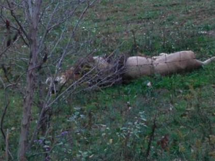 Dünya bu vahşeti konuşuyor - Resim: 2