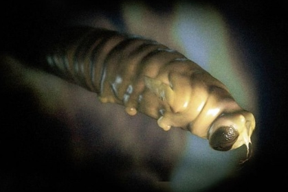 Anne karnından ilk görüntüler - Resim: 4