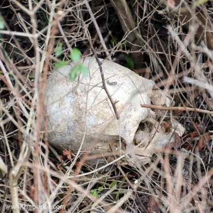 Şehit kemikleri toprak üstüne çıktı! - Resim: 4