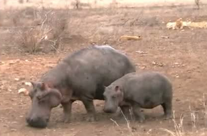 Aslanlar su aygırına acımadı ve... - Resim: 1