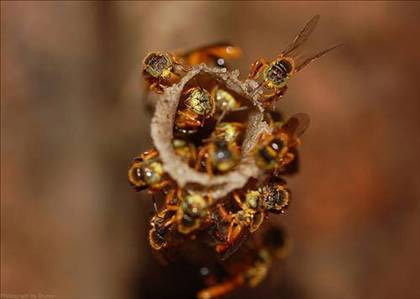 'Asker Arı' keşfedildi! - Resim: 4