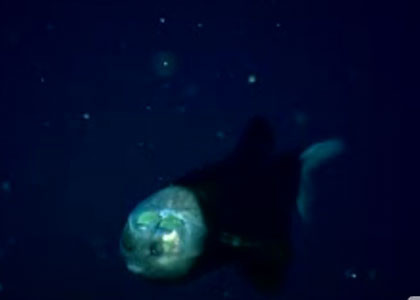 İçi görülebilen balık - Resim: 4