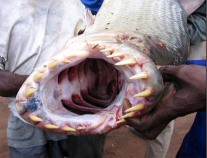 En korkutucu balıklar - Resim: 1