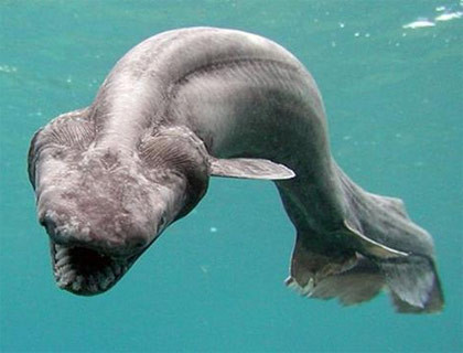 En korkutucu balıklar - Resim: 2