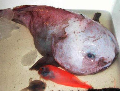 En korkutucu balıklar - Resim: 3