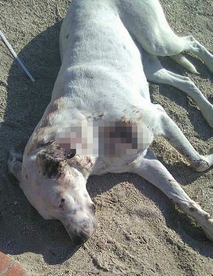 Yaralı köpeğin röntgeni şoke etti - Resim: 3