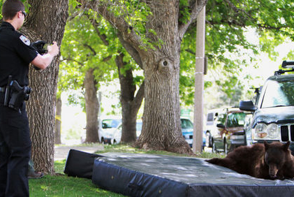 Dikkat! Ayı düşebilir - Resim: 2