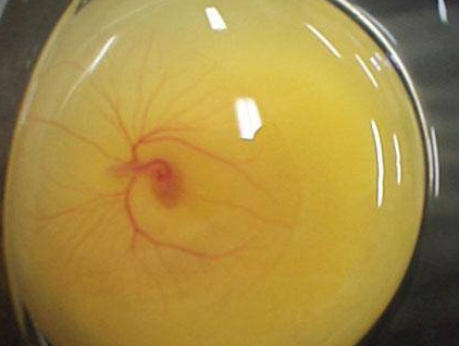 İşte saniye saniye civcivin oluşumu - Resim: 1