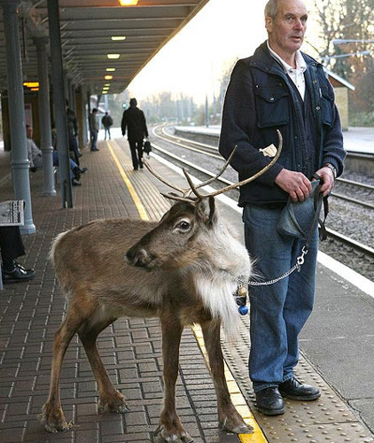 Sıradışı evcil hayvanlar - Resim: 3