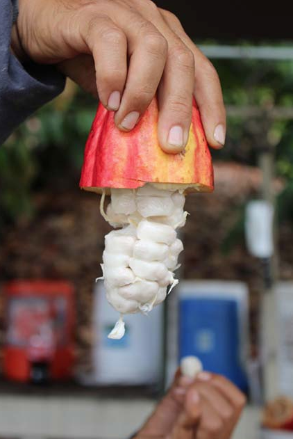 Çikolata neden ve nasıl yapılıyor? Ağaçtaki ilk hali şaşırtıcı - Resim: 3