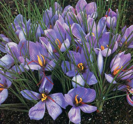 Bu bitkinin faydaları saymakla bitmez - Resim: 2