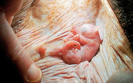 Anne karnından ilk görüntüler - Resim: 2