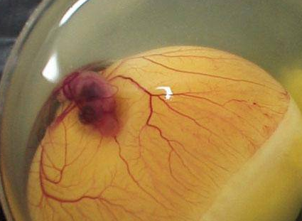 İşte saniye saniye civcivin oluşumu - Resim: 4