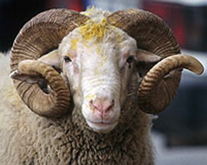 Uğursuzluğuna inanılan hurafeler! - Resim: 4