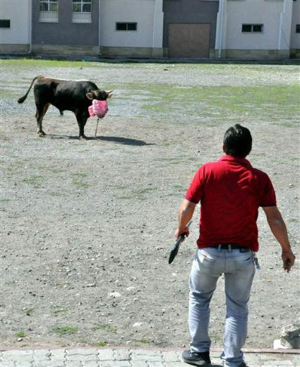 Kesilen boğa traktör vincinde taşındı - Resim: 3