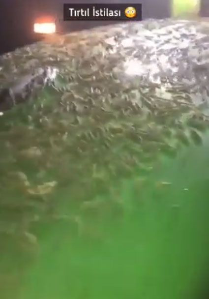 Çayır tırtılı Trakya bölgesini sardı! Çiftçiler her yerden çıkıyor ayçiçeğine dadandı diyor - Resim: 3