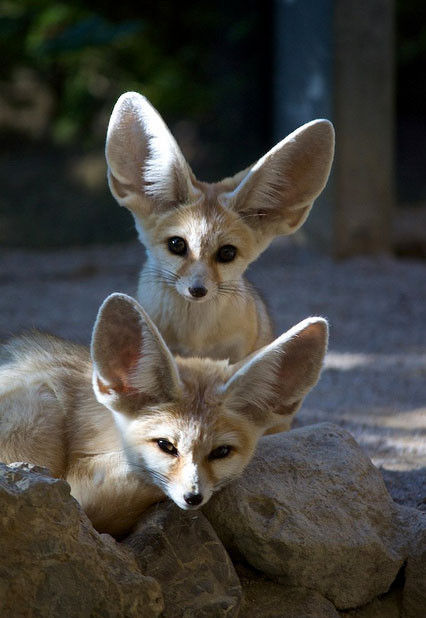 Çölün sevimli bebekleri - Resim: 3