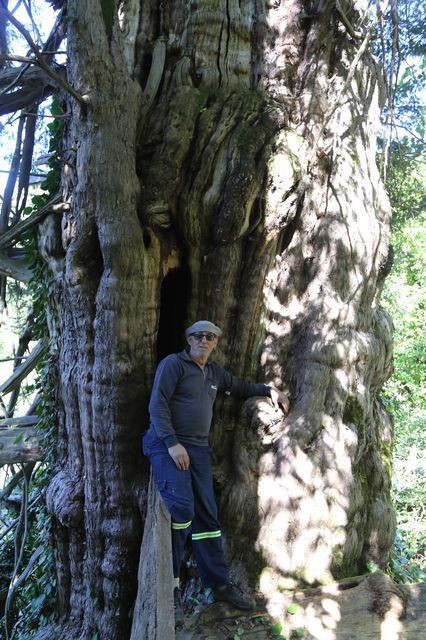 Türkiye’nin en geniş çaplısı Artvin’de tescillendi! 2 bin yaşında - Resim: 2