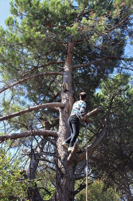 Kilosu 800 lira Bursa'da bunu toplamak için ölümden dönüyorlar! - Resim: 4