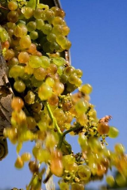 Dünyanın en ilginç yılbaşı gecesi adetleri - Resim: 3