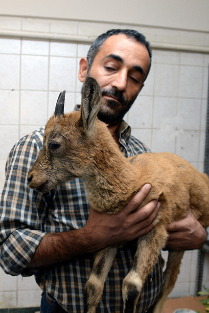 Tunceli'de hasta yaban keçisine şefkat eli - Resim: 1