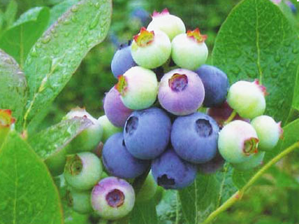 Yaban mersini hayatınızı değiştirecek - Resim: 4