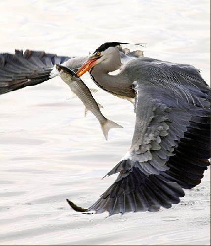 Doğanın mankenleri - Resim: 3