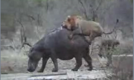 Aslan avını böyle mideye indirdi! - Resim: 1