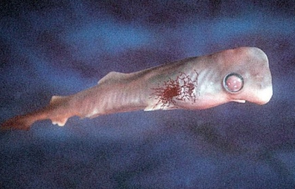 Anne karnından ilk görüntüler - Resim: 1