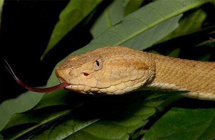 2 saat ömrü var - Resim: 1