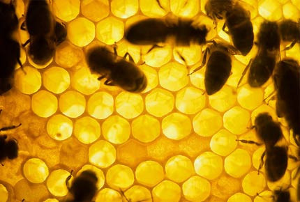 Gerçek bal nasıl anlaşılır? - Resim: 2