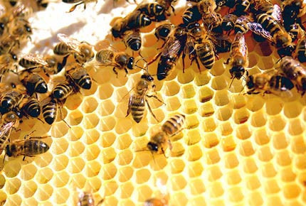 Gerçek bal nasıl anlaşılır? - Resim: 4