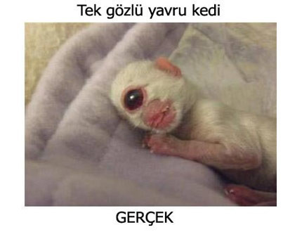 Sizce hangisi sahte? - Resim: 2