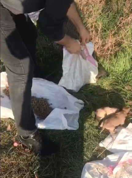 Vicdansızlar! 12 köpeği çuvala koyup ölüme terk ettiler - Resim: 0